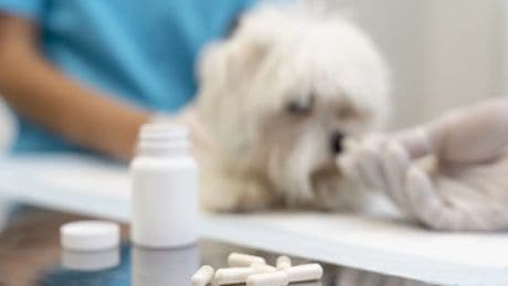 Crece a nivel global el uso de psicofármacos en perros: ¿solución o síntoma de algo más profundo?
