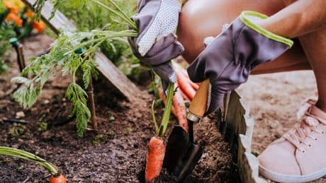 Gartentipps: Sollte man Gemüse lieber säen oder einpflanzen?