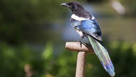 Elstern effektiv aus dem Garten und vom Balkon vertreiben | Tipp