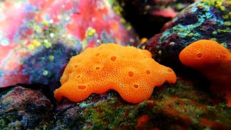 Biodiversité : 5 choses à découvrir sur l’éponge de mer, désormais espèce protégée