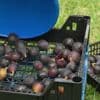 Quand une entreprise fait la cueillette de fruits chez les particuliers pour produire des confiseries