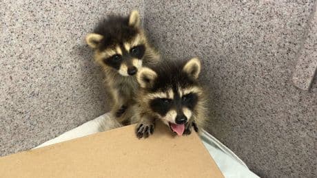 Dartmouth firefighters help give pair of orphaned raccoon kits a second chance