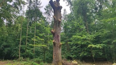 Rätsel um die 200 Jahre alte Rotbuche im Tegeler Forst