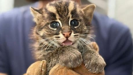Des bébés chats pêcheurs, des félins menacés aux pattes en partie palmées et au pelage imperméable, sont nés en France