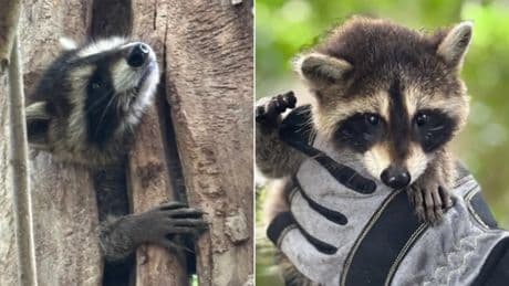 El complejo rescate de un bebé mapache que quedó atrapado en un árbol