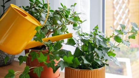 How often to water houseplants in summer – and when to use fertiliser