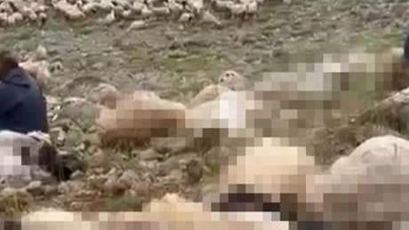 Tunceli'de feci olay! Yaylaya yıldırım düştü, 200 küçükbaş öldü