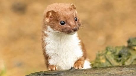 Weasel testicles used to cure heartbreaking condition by couples in medieval times