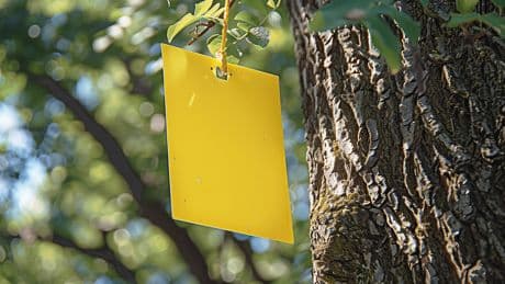Warum Gärtner auf gelbe Tafeln setzen – und Sie es auch tun sollten