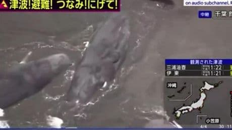 Japonya’da tsunami sonrası balinalar kıyıya vurdu!