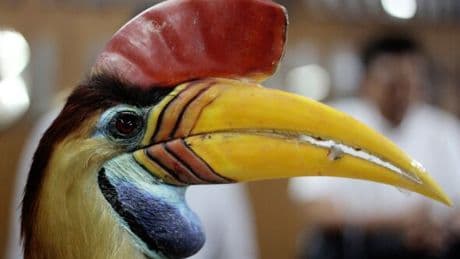 Hundreds of rare and threatened birds could 'die out' because of two key reasons