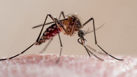 Warning as deadly ‘suitcase viruses’ that destroy organs and trigger brain swelling spread across the UK and Europe