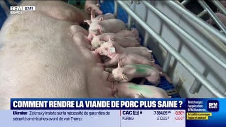 Agroalimentaire: comment rendre la viande de porc plus saine ?