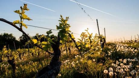 Wettervorhersage: Sonniger Auftakt in die neue Woche