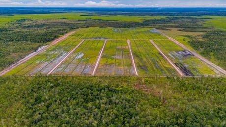 Porté par l’Indonésie, « le plus grand projet de déforestation au monde » menace les terres ancestrales de tribus papoues