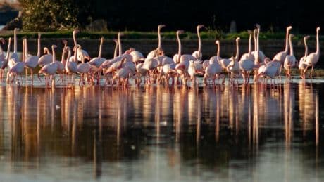 Más quejas contra el bloqueo en la creación de la Agència de la Natura