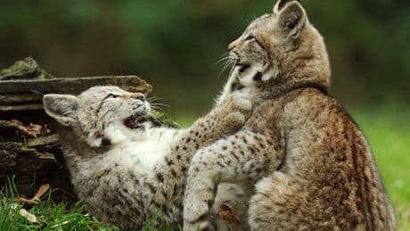 Zoos in Hessen: So werden Tiger, Luchs und Co. gefüttert