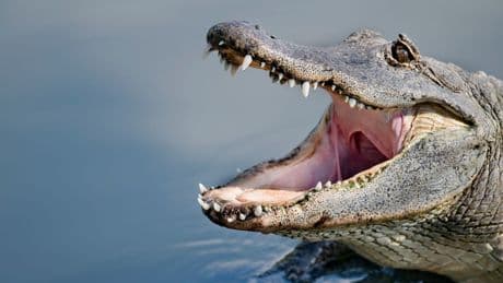 Woman killed by alligator in Florida lake
