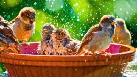 Bird baths will stay thriving for birds in the heat if gardeners do 1 easy task