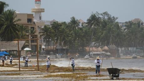 Peligra la temporada turística: toneladas de algas apestosas inundan las playas del Caribe