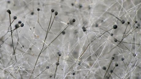 Rohstoff der Zukunft: Könnte dieses Material bald Plastik ersetzen?