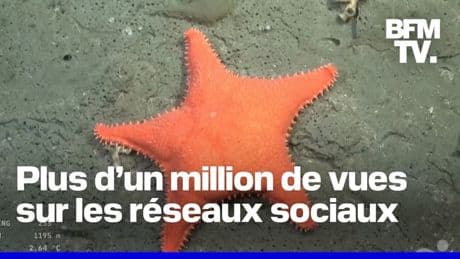 Cette mission sous-marine diffusée en direct captive les Argentins