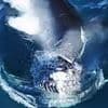 Living up to their 'killer' reputation: Watch the shocking moment a pod of orcas DROWNS a humpback whale off the coast of California