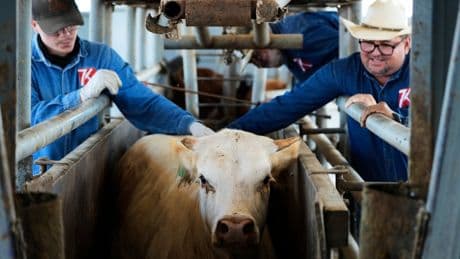The US plans to build a $750M fly factory in Texas to stop a flesh-eating cattle parasite