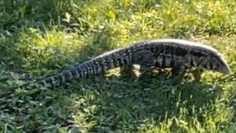 ‘Large lizard’ with potential to ‘lash out’ on the loose in Maine town, police say