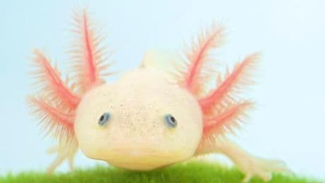 L’axolotl, cet amphibien qui triomphe dans le monde mais disparaît au Mexique