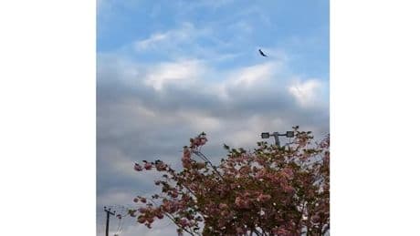 Second World War fighter plane crashes in Kent