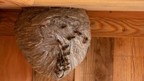 Nicht jeder Wespenschwarm ist harmlos: Wann Sie wirklich handeln müssen