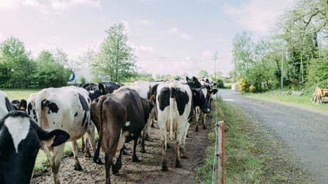 En Bretagne, le retour en agriculture conventionnelle de terres bio « historiques » suscite une contestation
