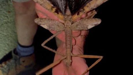 ‘Heaviest ever insect’ measuring 16 INCHES found that’s so huge you need two hands to hold it