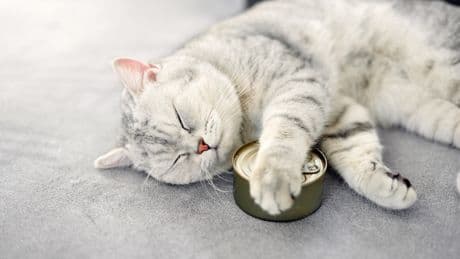 Der Testsieger spaltet die Gemüter – welches Katzenfutter wirklich überzeugt