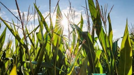 USA: Farmer aus Ohio macht Heiratsantrag mit eigenem Maislabyrinth