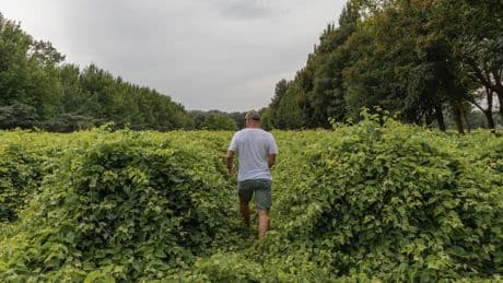 Sécheresse, maladies : face au dépérissement de la vigne, des vignerons en lutte contre le clonage