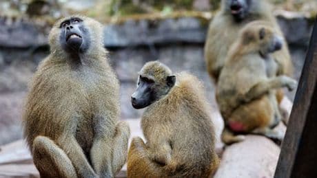 Zwölf Paviane aus Platzmangel getötet – Tierschützer erstatten mehr als 100 Strafanzeigen