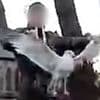 Schoolboy, 16, filmed holding a seagull he killed 'like a trophy' before shooting a disabled man with a catapult is spared jail