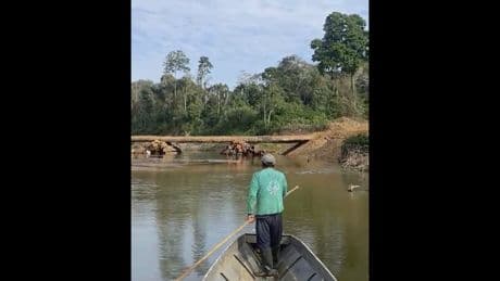 Isolated Amazon tribe seen near logging bridge site, alarming rights group