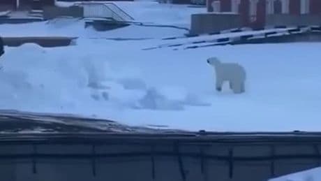 Drama in der Arktis - Eisbär startet Frontal-Angriff