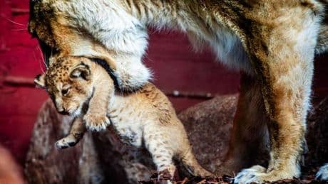 Nachwuchs im Zoo: Erneut Löwennachwuchs im Schweriner Zoo