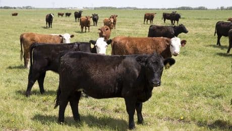 Canada to start sending beef to Australia for 1st time in 20-plus years