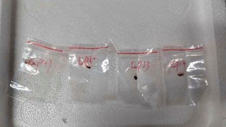 Two Chinese scientists arrested for smuggling ‘potential agroterrorism weapon’ into US