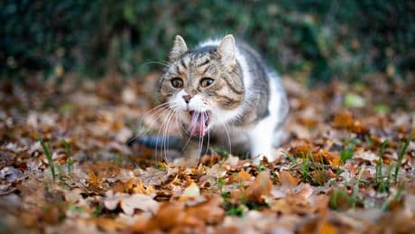 Wenn die Katze würgt: Diese Anzeichen sollten Sie ernst nehmen