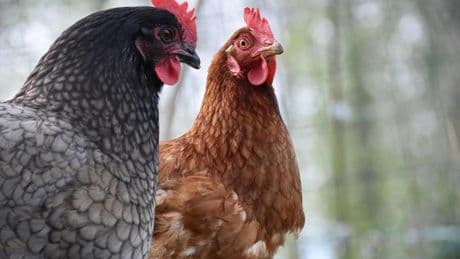 Ya son cinco los focos de gripe aviar en Andalucía, que activa el nivel 2 de alerta, aunque no hay contagios a humanos