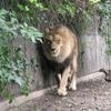 Deense zoo zoekt levende huisdieren om aan roofdieren te voeren: ‘Het doet ze denken aan waarop ze in het wild zouden jagen’