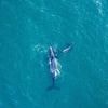 Quatre baleines échouées sur une plage du Japon après le séisme de Kamtchatka