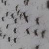 REPORTAGE. "Les femelles vont pondre des œufs mais ils ne vont pas éclore" : à La Réunion, la lutte contre Chikungunya passe aussi par des lâchers de moustiques stériles