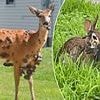Cause of grotesque wildlife mutations across the US revealed as outbreak fears mount